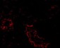 ACE2 Antibody